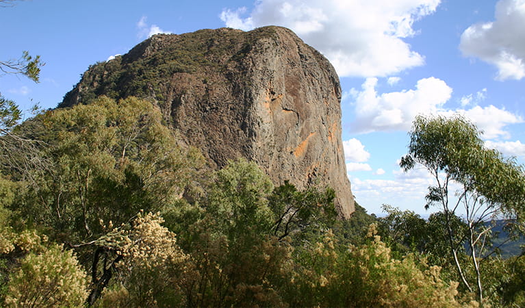 View of Bluff Mountain's cliff face from below, with surrounding vegetation. Photo: May Fleming/OEH.