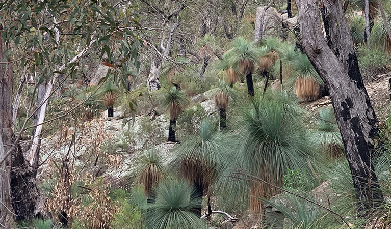 Bluff Mountain walking track's rocky landscape of dry woodland with large grass trees. Photo: Eveline Chan/OEH