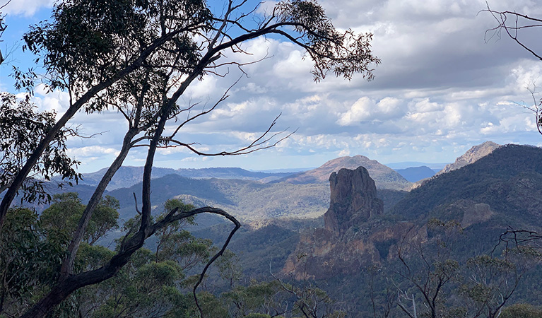 View through trees of mountainous landscape, including Belougery Spire. Photo: Eveline Chan/OEH