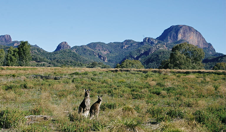 Warrumbungles landscape with 2 kangaroos on a grassy plain, and Bluff Moutain on the right. Photo: Sue Brookhouse/OEH.