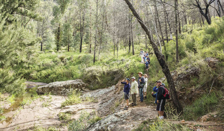 A group of people birdwatching on a guided tour along Burbie Canyon walking track in Warrumbungle National Park. Photo: Simone Cottrell/RBG