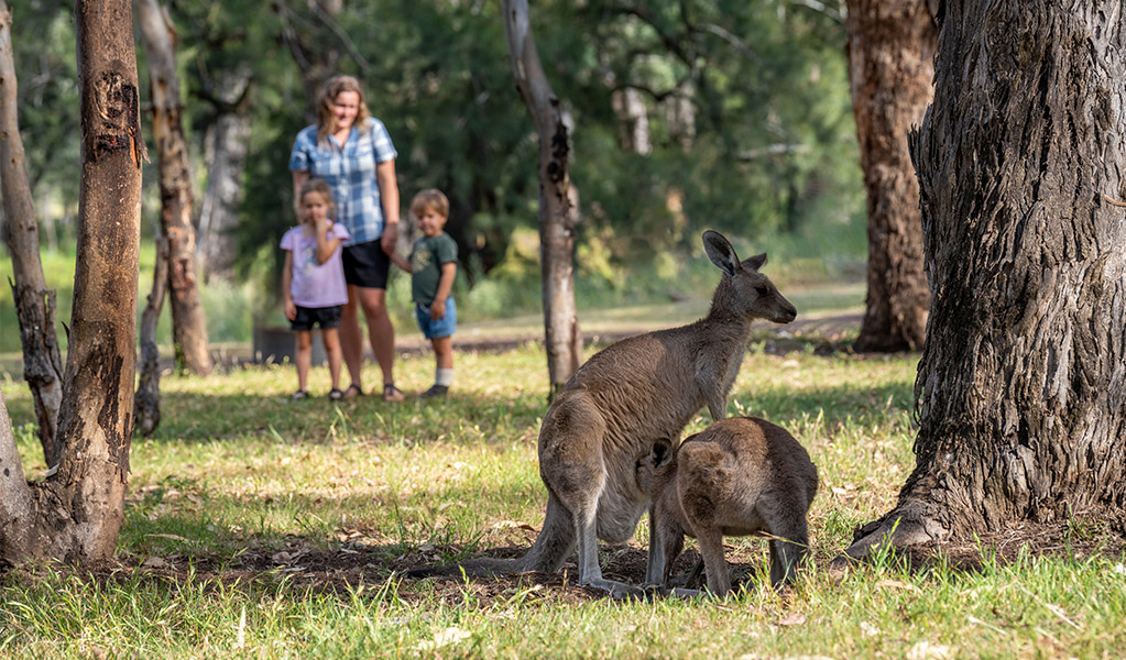 Campers spotting kangaroos from a distance. Credit: John Spencer &copy; DCCEEW