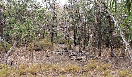 Camping area at Dows camp, set in rugged landscape of bushes and trees. Photo: Blake McCarthy &copy; DPIE