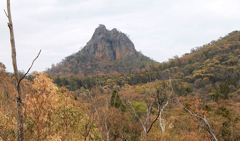 View of forested valley on an overcast day with the rugged spire of Bluff Pyramid in the distance. Photo: Blake McCarthy &copy; DPIE