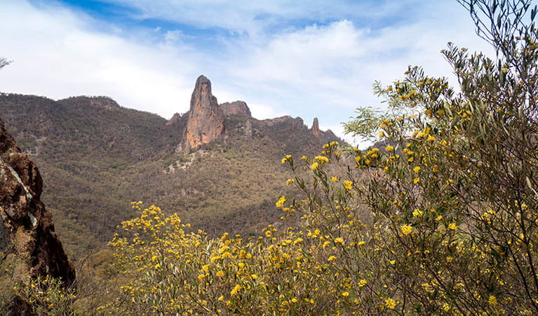 View past flowering shrubs to volcanic ridges and peaks in Warrumbungle National Park. Photo: Leah Pippos &copy; DPIE