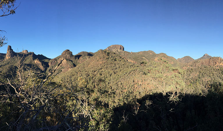 View over rocky ledge to volcanic Warrumbungles peaks and domes, covered in forest. Photo: May Fleming &copy; May Fleming