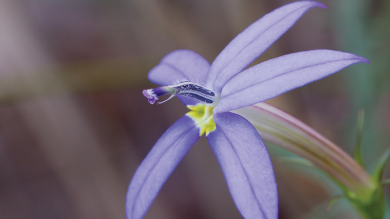 Flora. Photo: Rob Cleary.