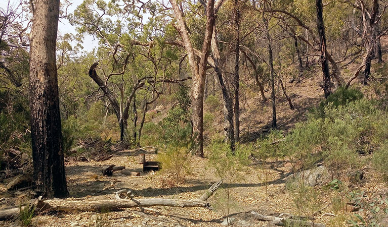 Basic bush camp with wood barbecue in a forest clearing surrounded by tall trees at Hurleys camp. Photo: Blake McCarthy &copy; DPIE