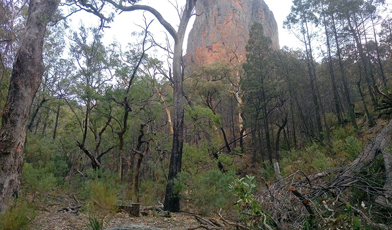 Clearing in forest with partial view of Belougery Spire in the background. Photo: Blake McCarthy &copy; DPIE