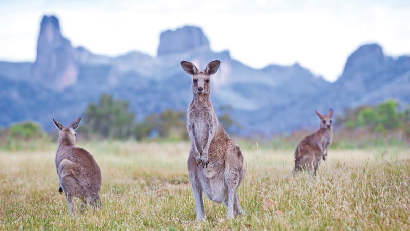 Kangaroos. Photo: Rob Cleary.