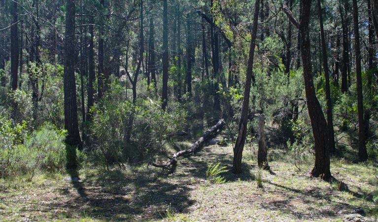 Ogma campground, Warrumbungle National Park. Photo:Dina Bullivant/NSW Government