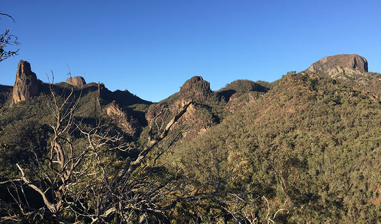 View of volcanic landscape cloaked in woodland in Warrumbungle National Park. Photo: May Fleming &copy; DPIE