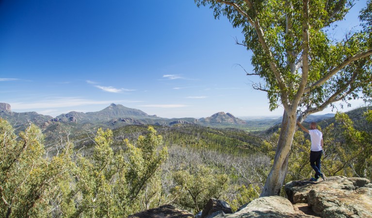 A man standing next to a tree looking at the Warrumbungle landscape at Whitegum lookout in Warrumbungle National Park. Photo: Simone Cottrell &copy; OEH