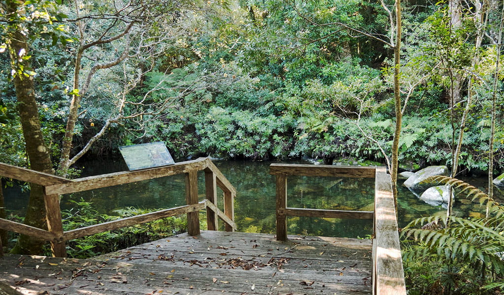 Wooden viewing platform above the calm waters of Coachwood Pool, in Washpool National Park. Photo credit: Leah Pippos &copy; DPIE