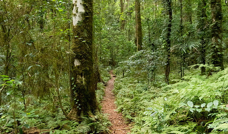 A path through trees along Coachwood walking track in Washpool National Park. Photo: Leah Pippos &copy; DPIE