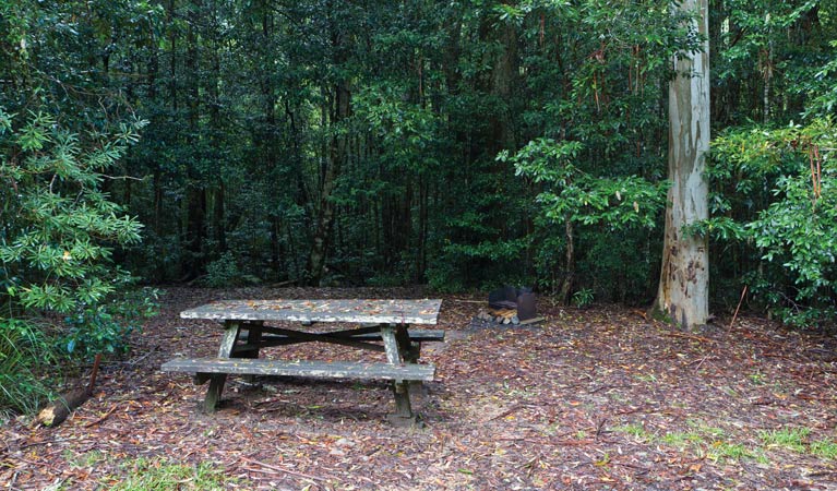 Coombadjha Campground, Washpool National Park. Photo: Rob Cleary/DPIE