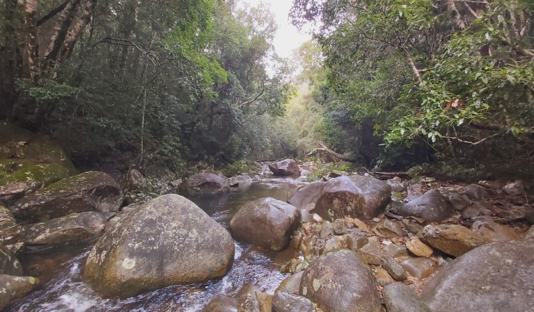 Coombadjha Creek on Coombadjha nature stroll in Washpool National Park. Photo: Leah Pippos &copy; DPE