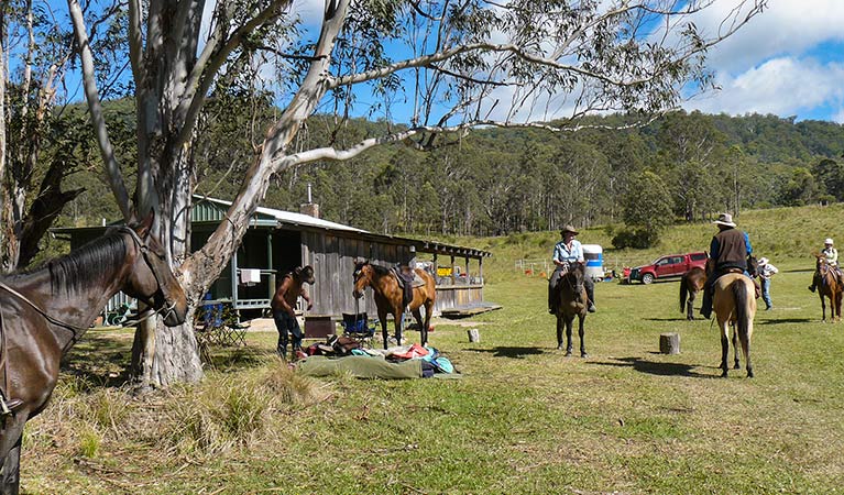 Horse riding trails, Washpool National Park. Photo: Michael Lieberman