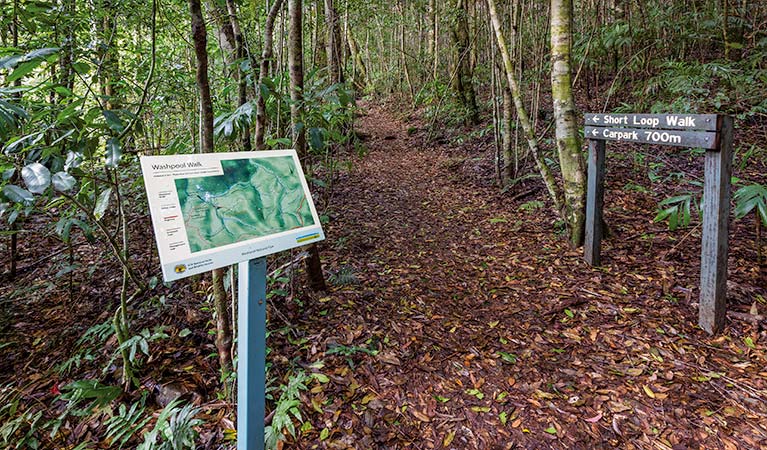 Washpool walking track, Washpool National Park. Photo: Rob Cleary &copy; OEH