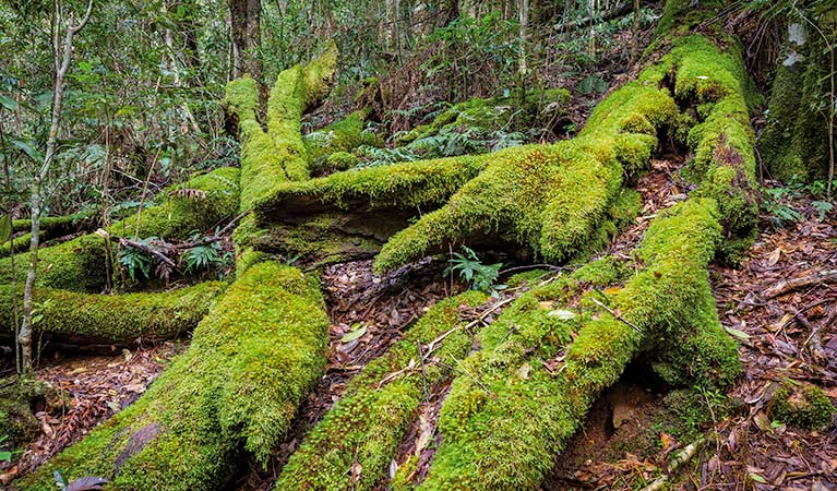 Washpool walking track, Washpool National Park. Photo: Rob Cleary &copy; OEH