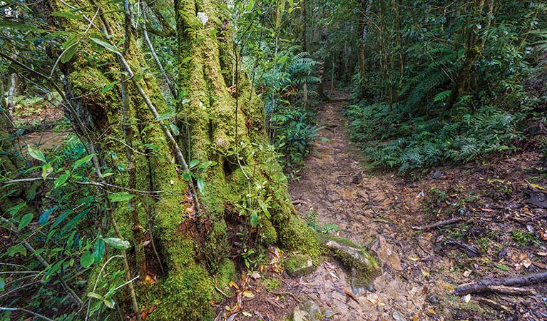 Washpool walking track, Washpool National Park. Photo: Rob Cleary &copy; OEH