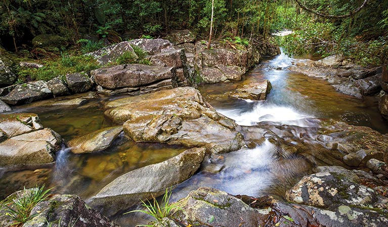 Washpool walking track, Washpool National Park. Photo: Rob Cleary &copy; OEH