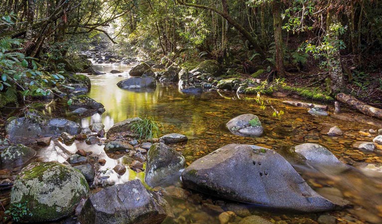 Washpool walking track, Washpool National Park. Photo: Rob Cleary &copy; OEH