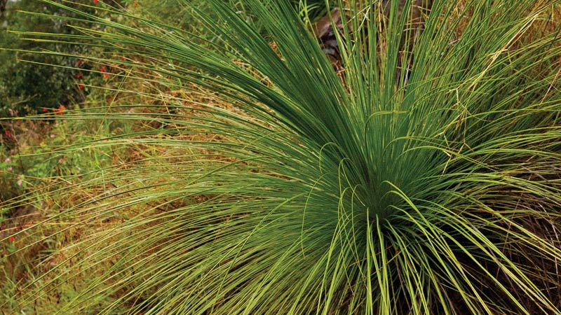 Wild grass, Washpool National Park. Photo: Rob Cleary