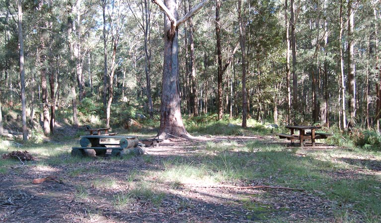 Woodland clearing, Watagans National Park. Photo: Susan Davis