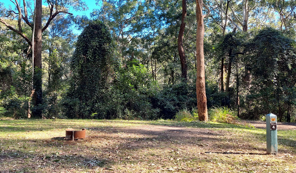 Site number 4 at Bangalow campground. Photo: Elise McCarthy &copy; DCCEEW
