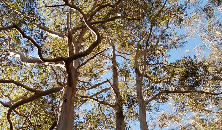 Tree canopy, Watagans National Park