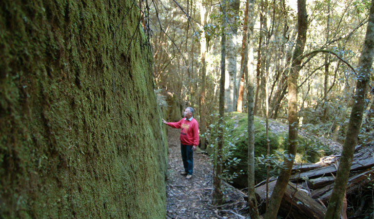 Moss wall, Watagans National Park