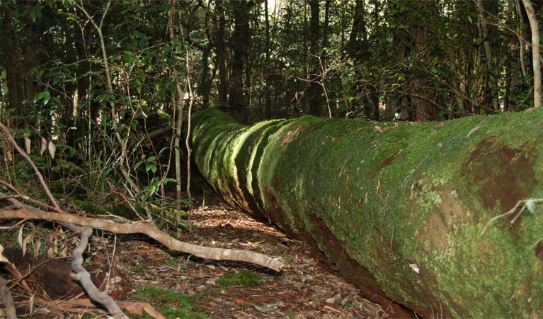 Treefall, Watagans National Park