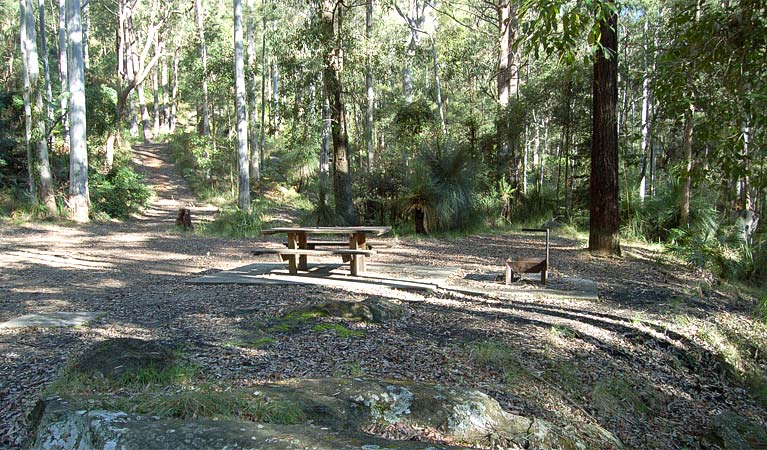 Sun spotted grounds, Watagans National Park. Photo: Susan Davis/DPIE