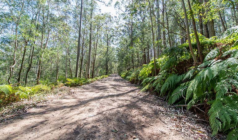 Great North walk, Watagans National Park. Photo: John Spencer &copy; OEH