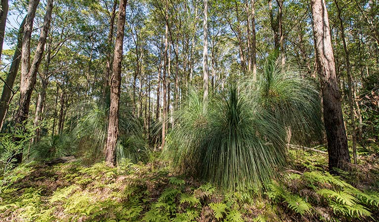 Great North walk, Watagans National Park. Photo: John Spencer