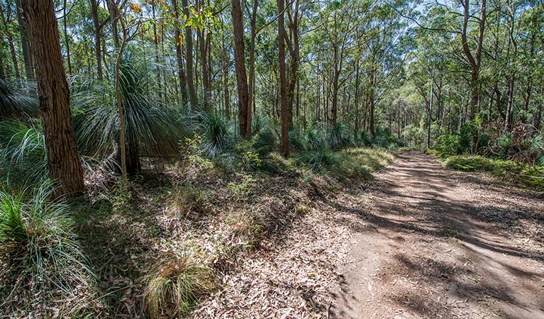 Great North walk, Watagans National Park. Photo: John Spencer &copy; OEH