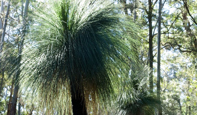 Grass trees at Gap Creek, Monkey Face lookout area in Watagans National Park. Photo: Botanic Gardens Trust/Simone Cottrell &copy; shared OEH and other