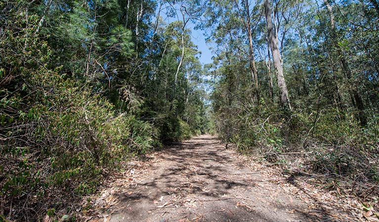 Turners walking track, Watagans National Park. Photo: John Spencer &copy; OEH