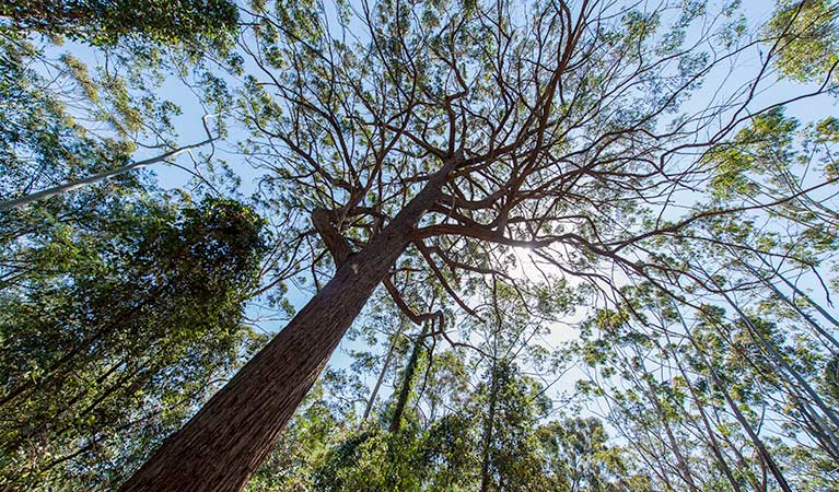 Turners walking track, Watagans National Park. Photo: John Spencer &copy; OEH