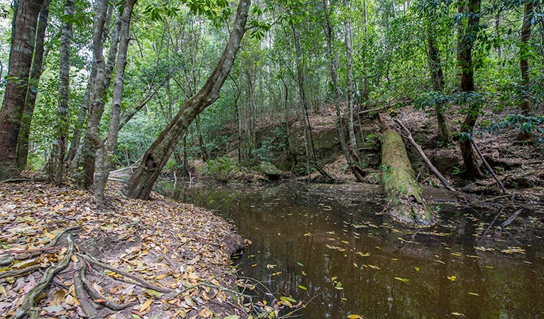 Turners walking track, Watagans National Park. Photo: John Spencer &copy; OEH