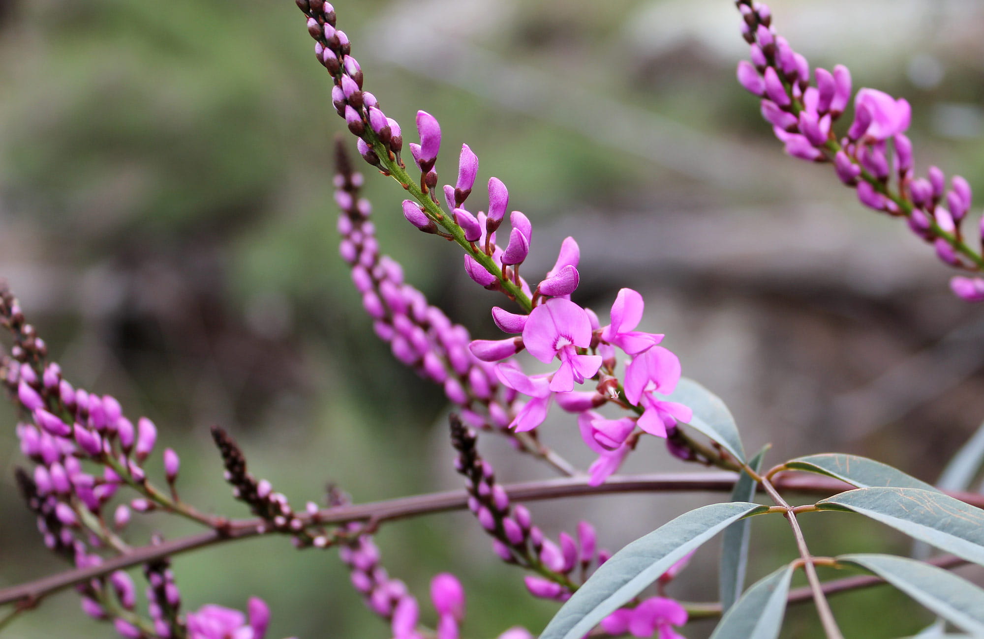 Basin Gully Wildflowers, Weddin Mountains National Park. Photo: C Davis/NSW Government