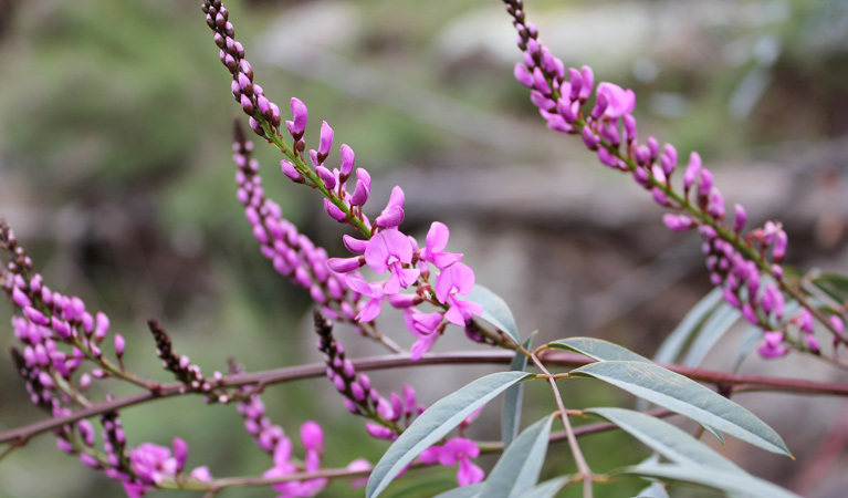 Basin Gully Wildflowers, Weddin Mountains National Park. Photo &copy; Claire Davis