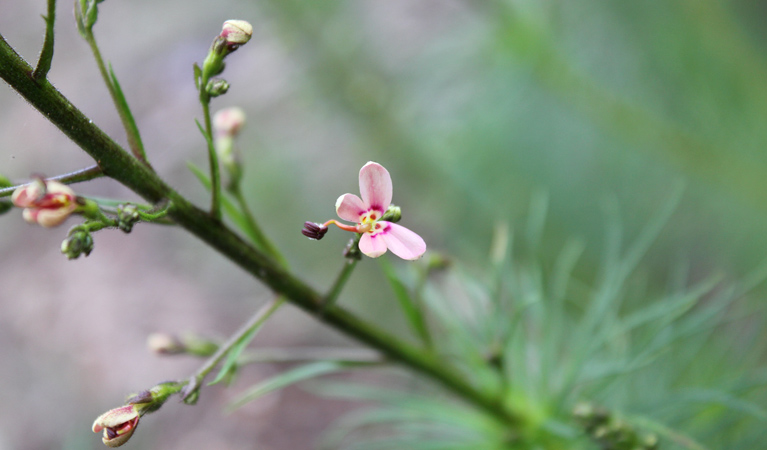 Basin Gully Wildflowers, Weddin Mountains National Park. Photo &copy; Claire Davis