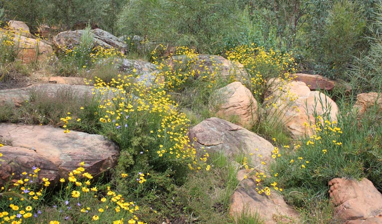 Ben Hall Cave Walk, Weddin Mountains National Park. Photo &copy; Claire Davis