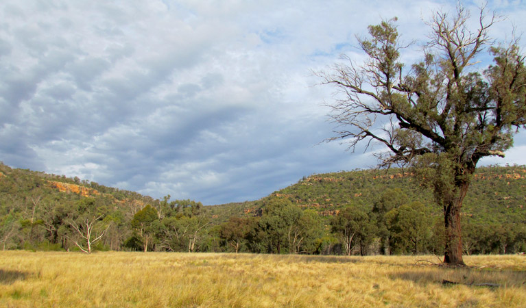 Berthas Gully walking track, Weddin Mountains National Park. Photo: Melanie Cooper &copy; DPIE