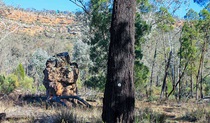 Eualdrie walking track, Weddin Mountains National Park. Photo &copy; Claire Davis