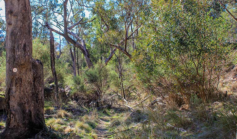 Eualdrie walking track, Weddin Mountains National Park. Photo &copy; Claire Davis