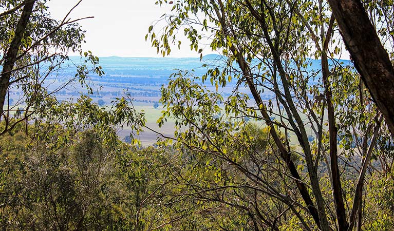 Eualdrie walking track, Weddin Mountains National Park. Photo &copy; Claire Davis