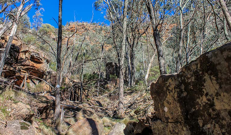 Eualdrie walking track, Weddin Mountains National Park. Photo &copy; Claire Davis